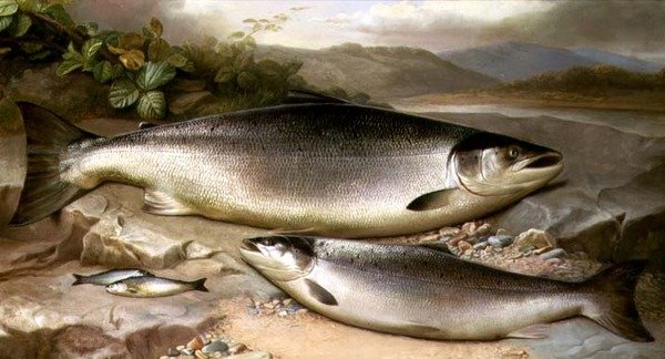 Fisk stilleben av John Russell