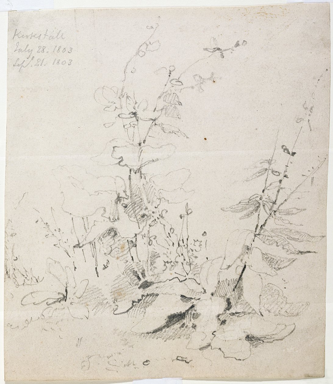 Studie av ugress, Kirkstall av John Sell Cotman