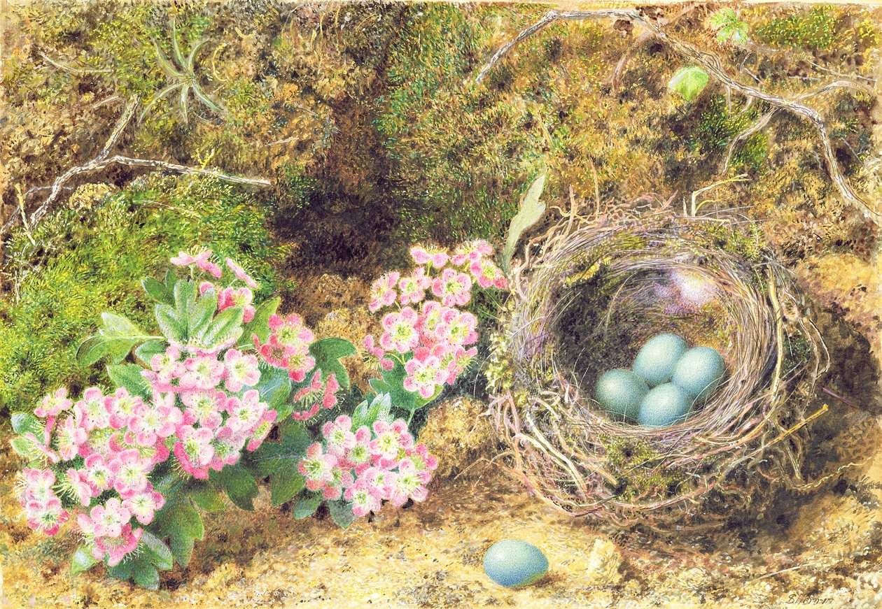 Fugler hekker og blomstrer (wc og kroppsfarge på papir) av John Sherrin