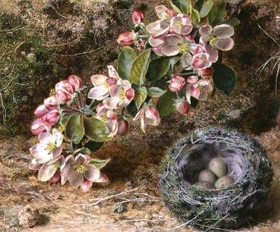 Blomster og fuglerede av John Sherrin