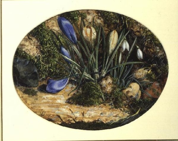 Krokus og snøklokker av John Sherrin