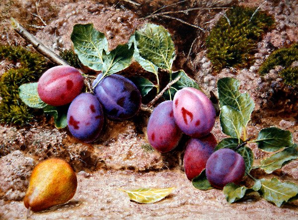 Stilleben med plommer og en pære på en mosebank, ca. 1855 (akvarell og kroppsfarge på papir) av John Sherrin