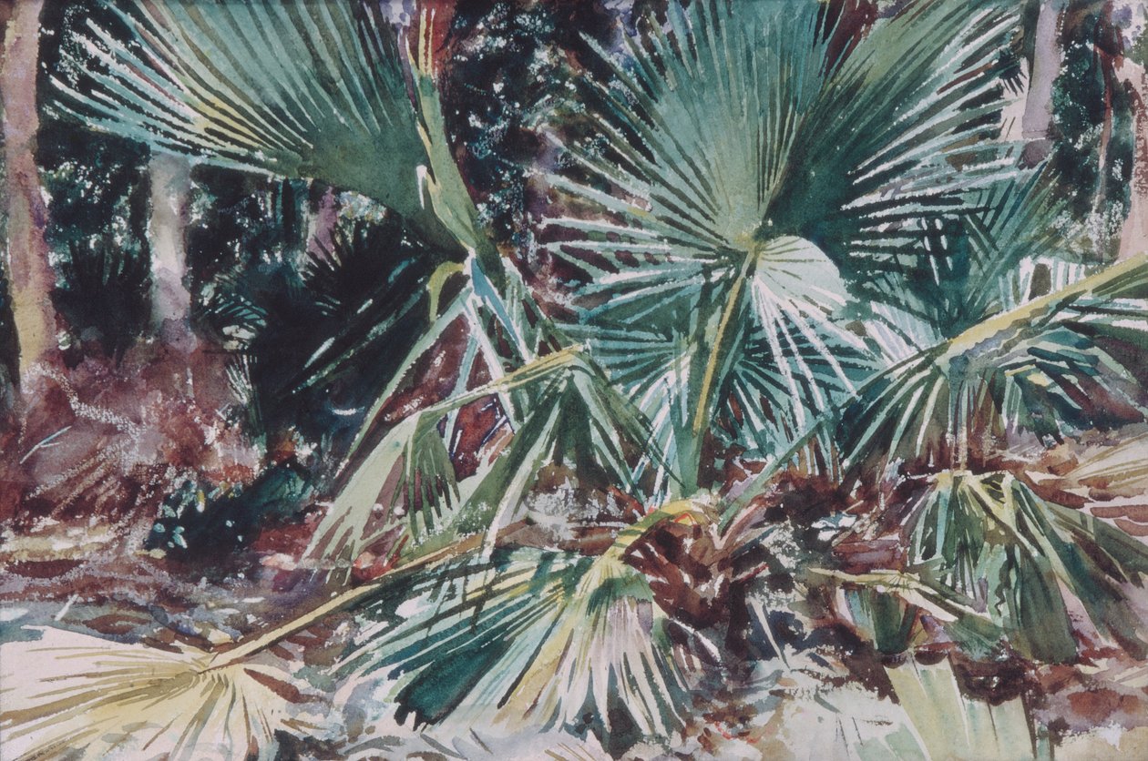 Palmettos, 1917 (wc, grafitt og voksstift på hvitt vevd papir) av John Singer Sargent