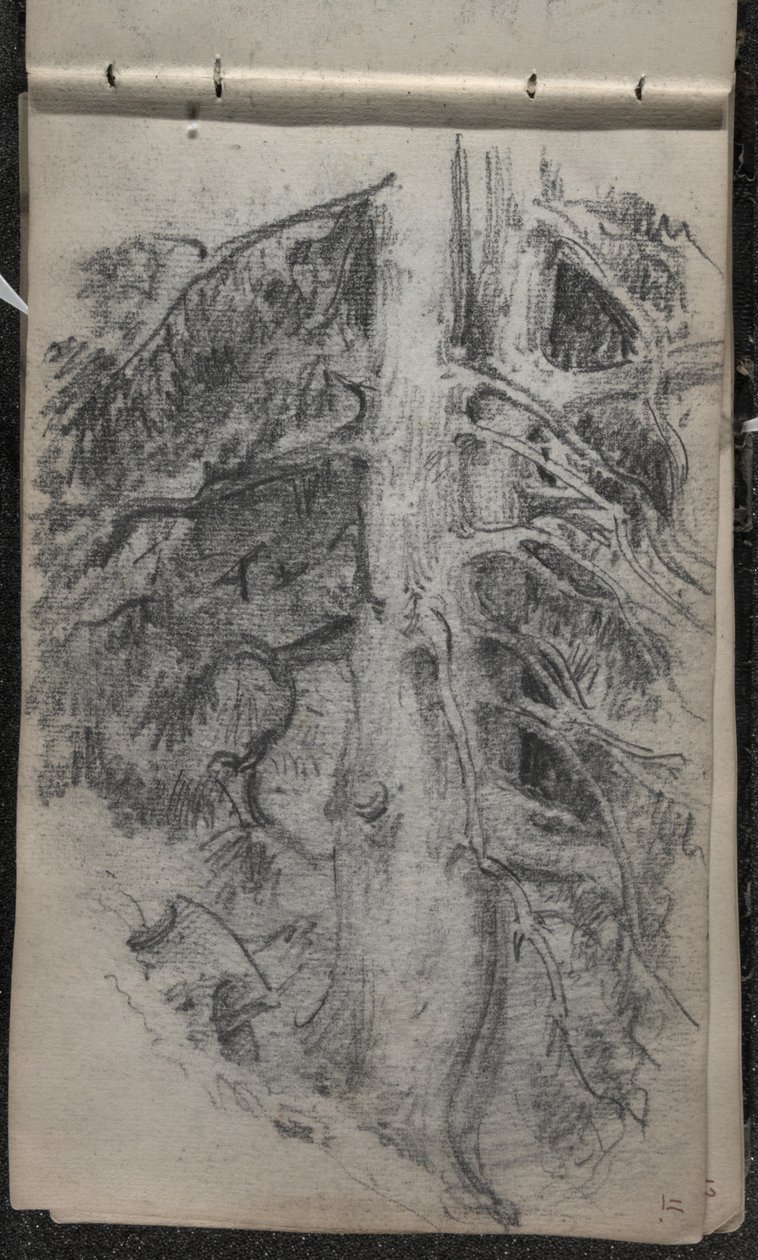 Studie av et tre, 1871-72 (grafitt på mørklagt off-white vevd papir) av John Singer Sargent