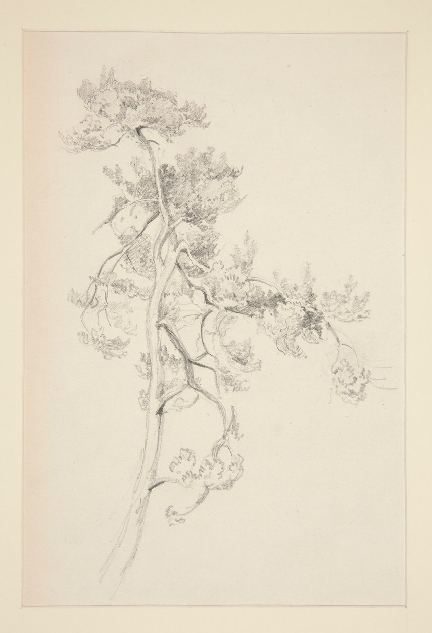 Tre og løvverk av John Singer Sargent