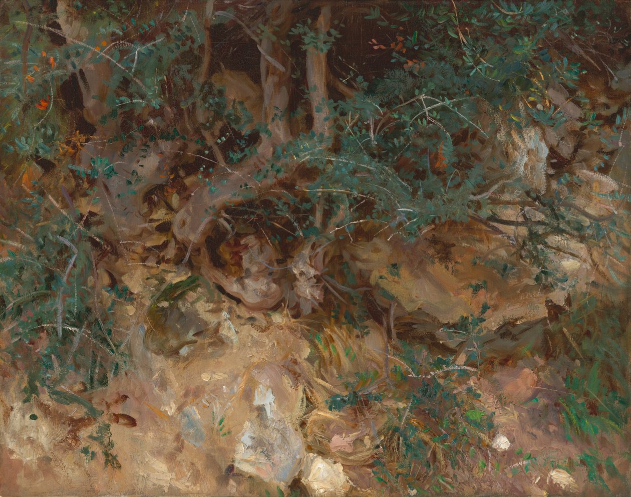 Ville oliventrerøtter, Valldemosa, Mallorca av John Singer Sargent