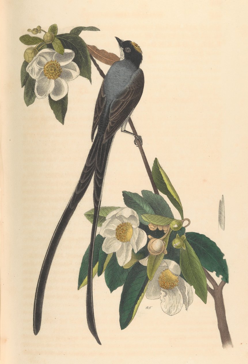 Gaffelhalefluesnapper, Gordonia lasianthus, 1840-44. av John T. Bowen
