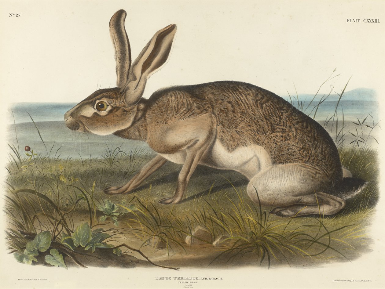 Texian Hare, 1848 (håndfarget litografi på vevd papir) av John T. Bowen