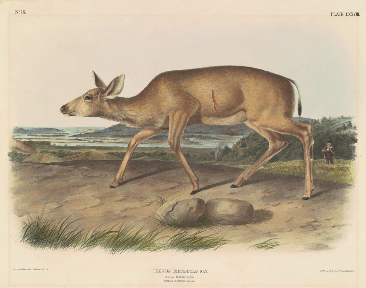 Svarthalehjort av John T. Bowen, after John James Audubon
