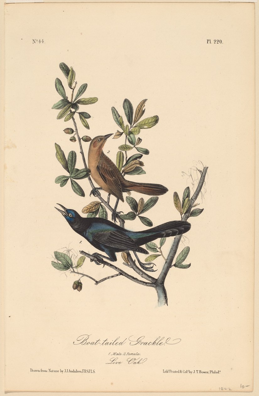 Båthalet grackle av John T. Bowen, after John James Audubon