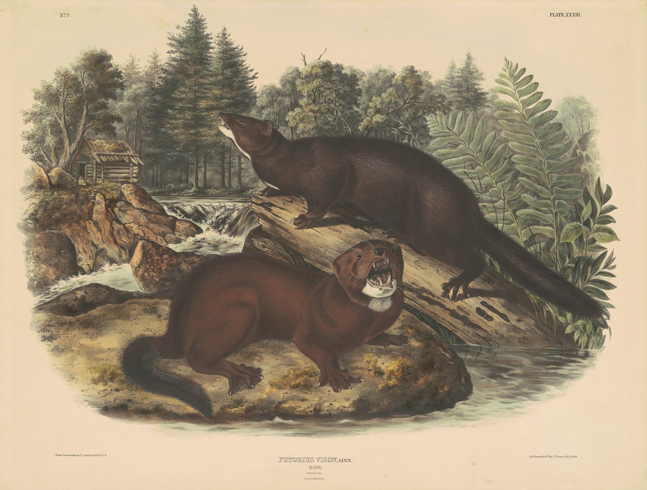 Mink av John T. Bowen, after John James Audubon
