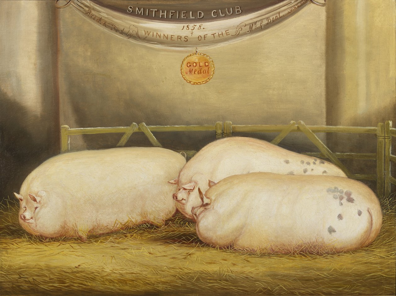 Tre forbedrede Leicesters i en penn på 1858 Smithfield Club Christmas Show, 1858 av John Vine
