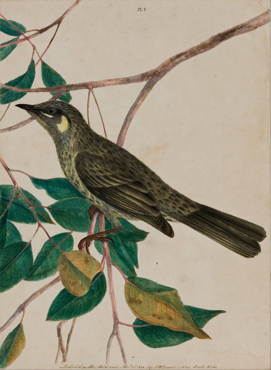 Gulhåret kaprifolium (Meliphaga chrysotis) plate 5 fra 