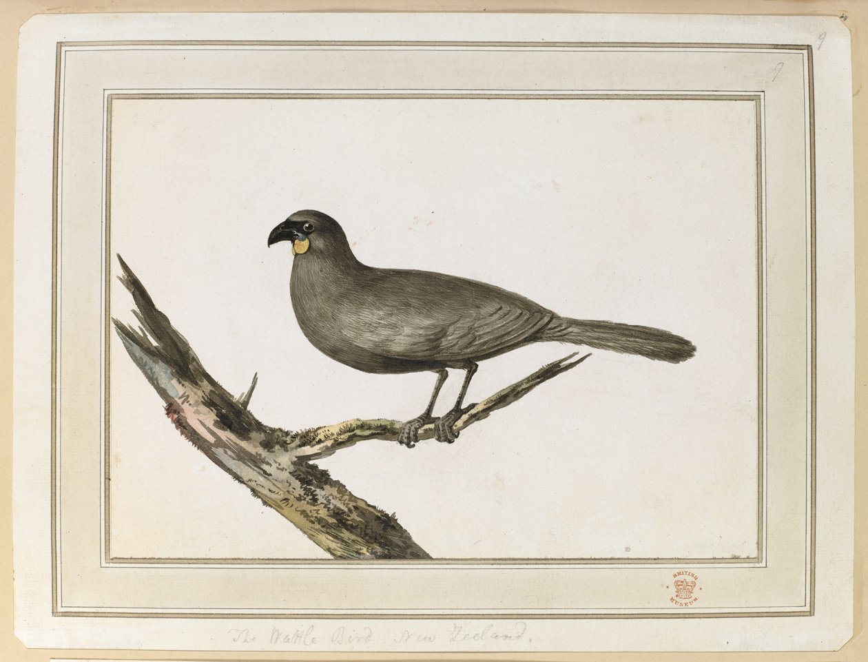 Tegning av en Wattle-fugl; gjort under besøket til New Zealand mellom 12. og 25. februar 1777, på Captain Cook's Third Voyage. av John Webber