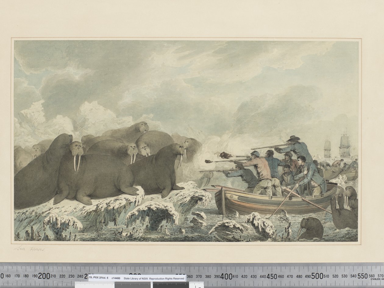 F.32 Sea Horses, ca. 1773-84 (akvarell) av John Webber