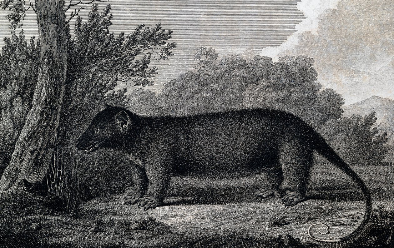 Opossum, gravering etter tegning av John Webber (1750-1793) laget under James Cooks tredje seilas av John Webber