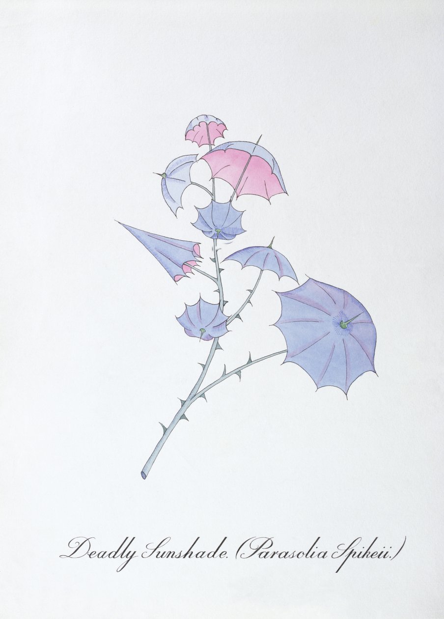 Deadly Sunshade (Parasolia Spikeii.), illustrasjon fra 