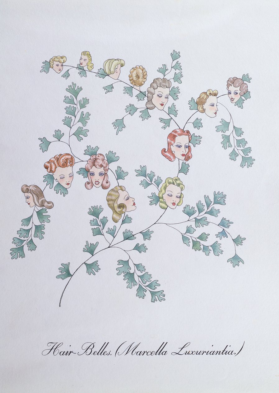 Hair-Belles (Marcella Luxuriantia), illustrasjon fra 