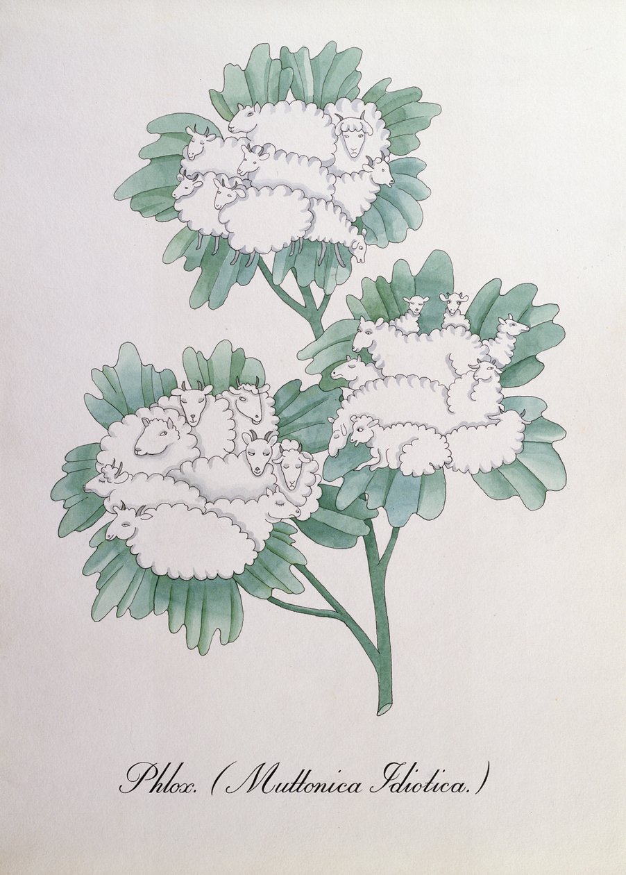Phlox. (Muttonica Idiotica), illustrasjon fra 