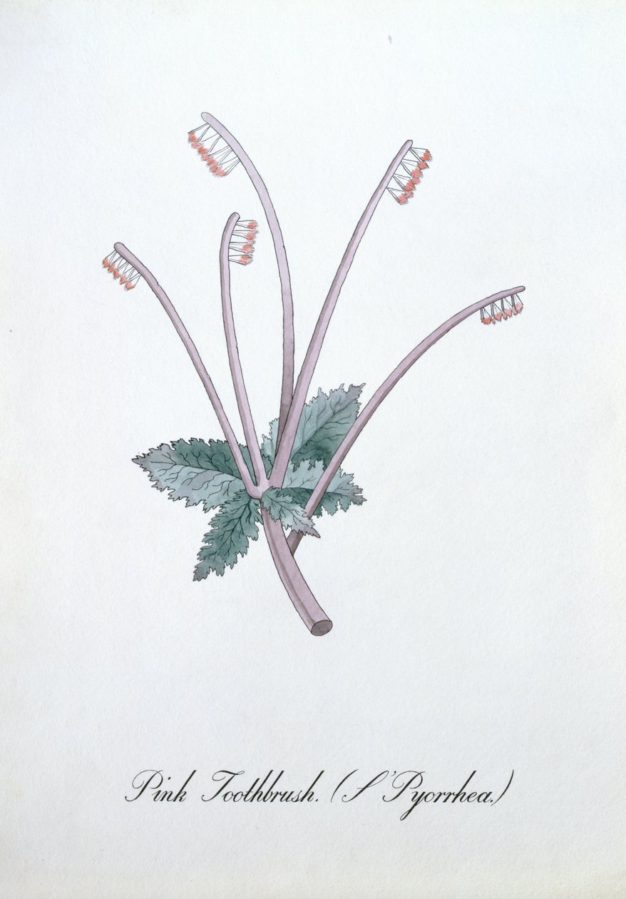 Pink Toothbrush (L