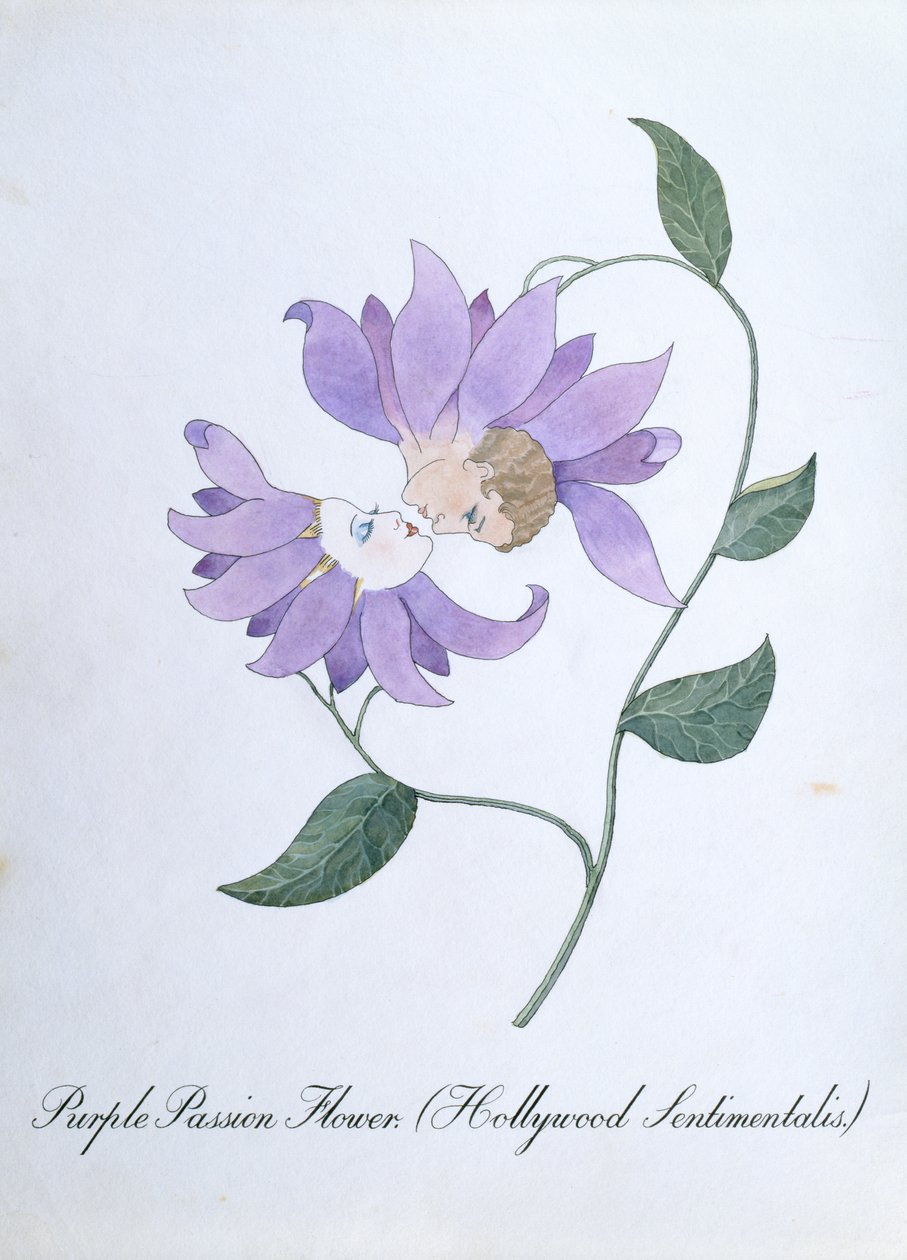 Purple Passion Flower (Hollywood Sentimentalis), illustrasjon fra 