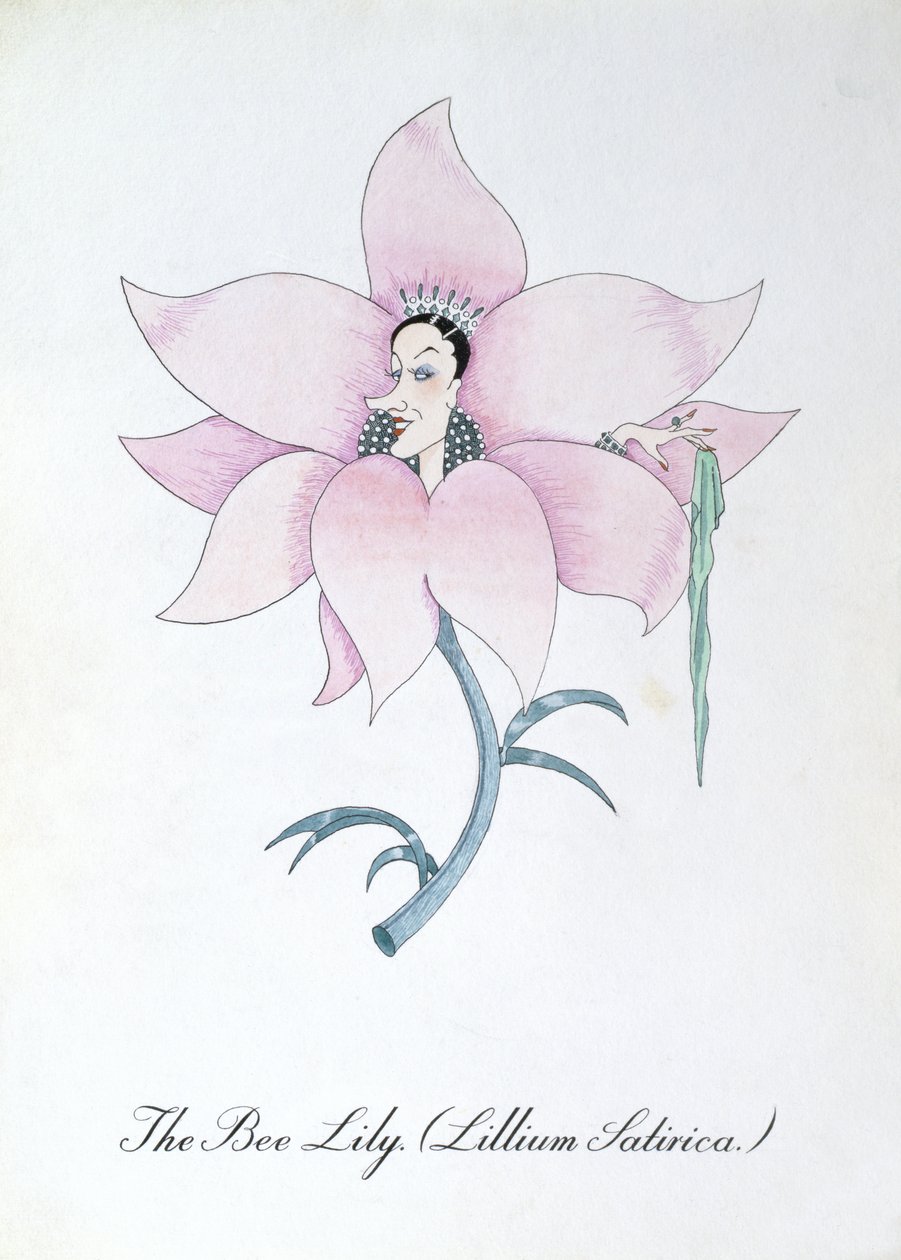 The Bee Lily (Lilium Satirical.), illustrasjon fra 