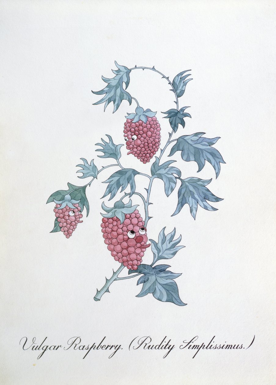 Vulgær bringebær (Rudity Simplissimus), illustrasjon fra 