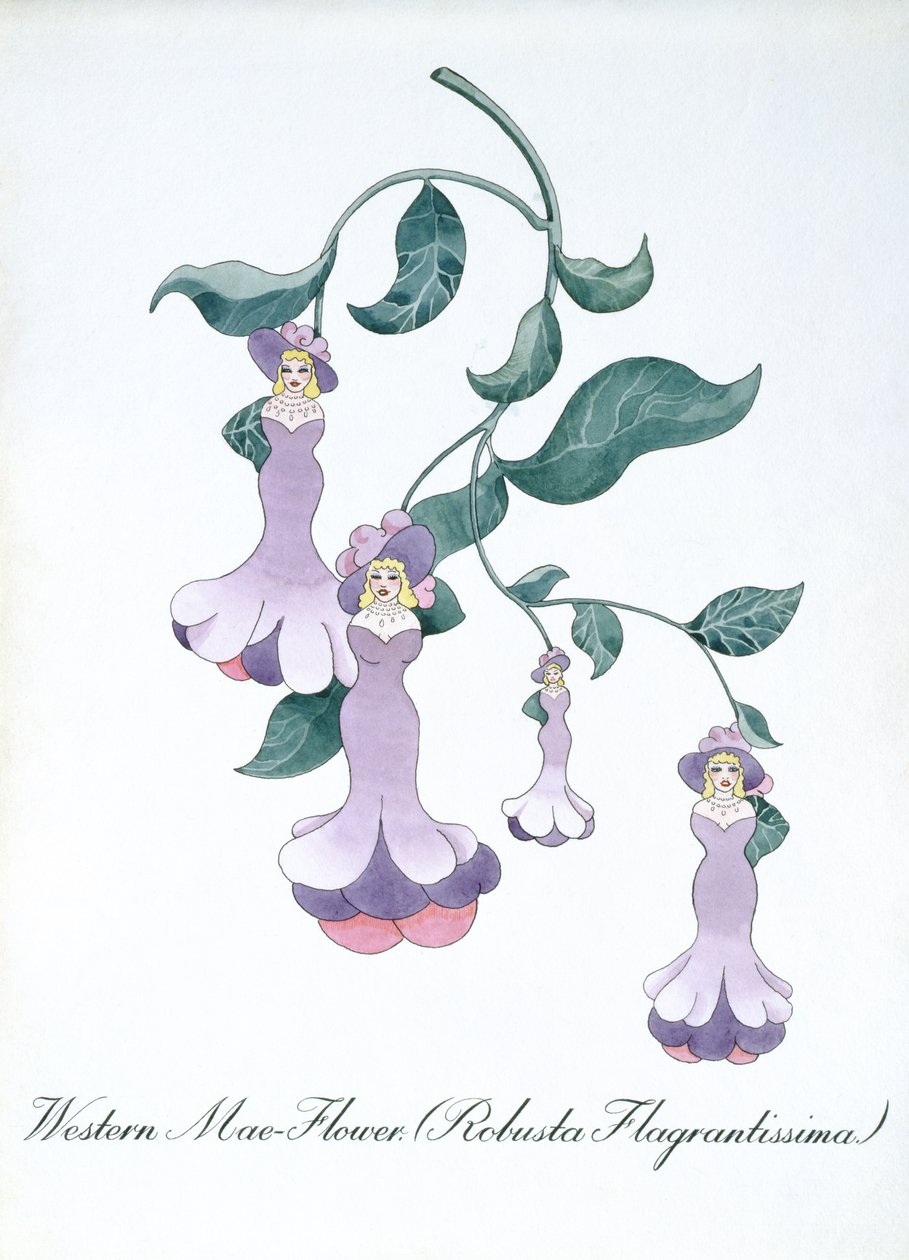 Western Mae-Flower (Robusta Flagrantissima), illustrasjon fra 'The Bogus Book of Botany' av John Weir av John Weir