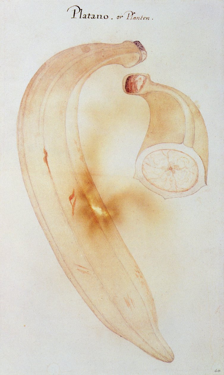 Horn Plantain av John White