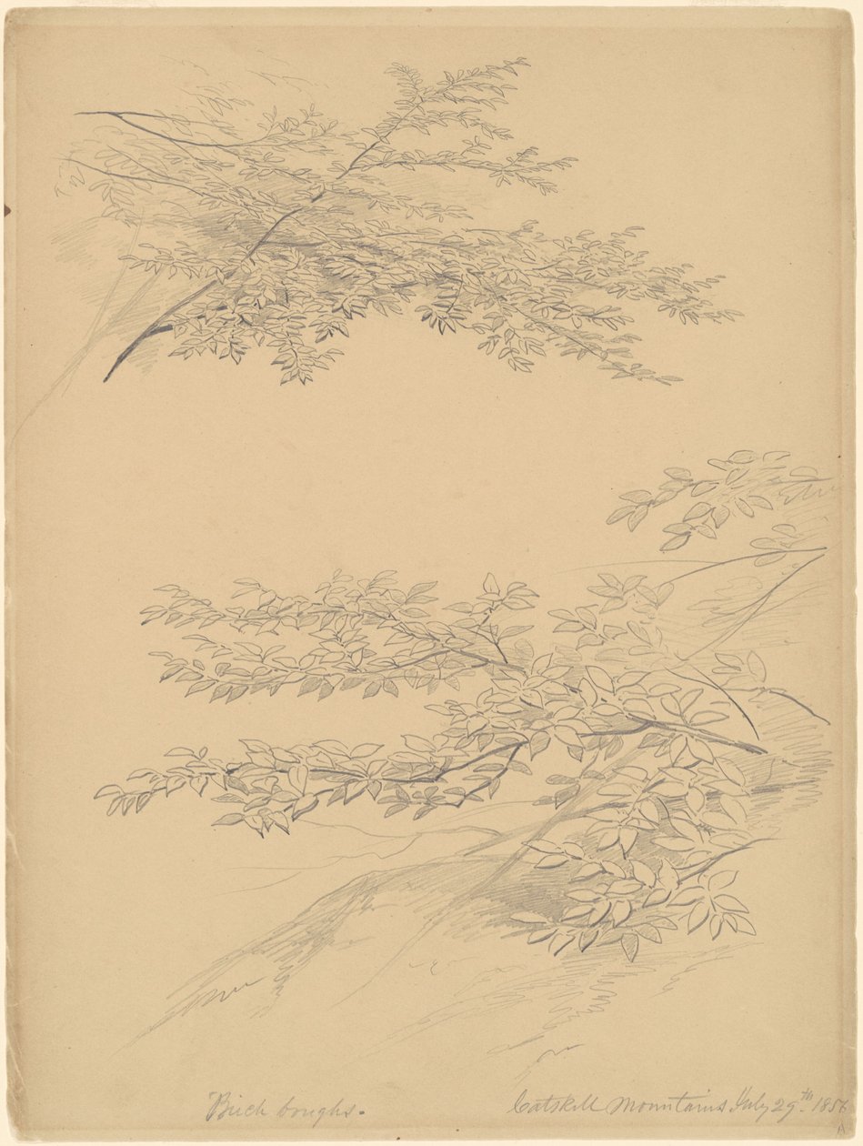 Birch Boughs, Catskill Mountains av John William Casilear