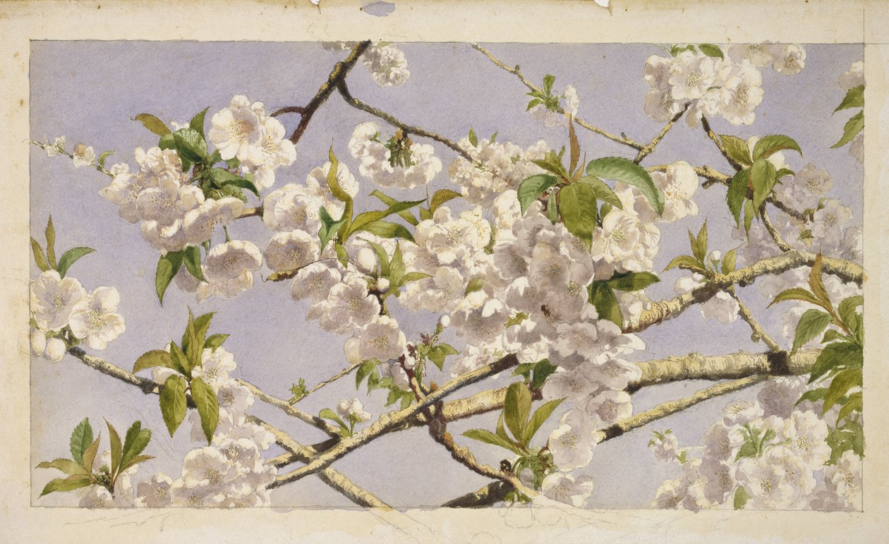 Apple Blossoms, ca. 1874 (wc på papir) av John William Hill