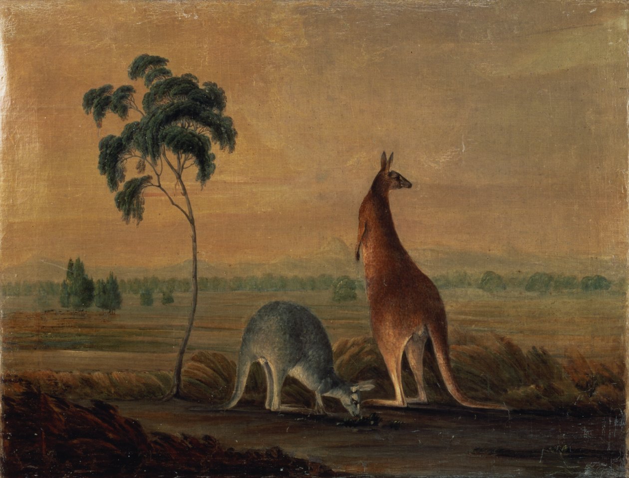 Kenguruer i et landskap, ca. 1819 av John William Lewin