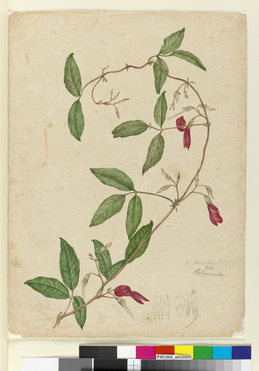 Kennedya rubicunda, ca. 1803-06 (wc, penn, blekk og blyant) av John William Lewin