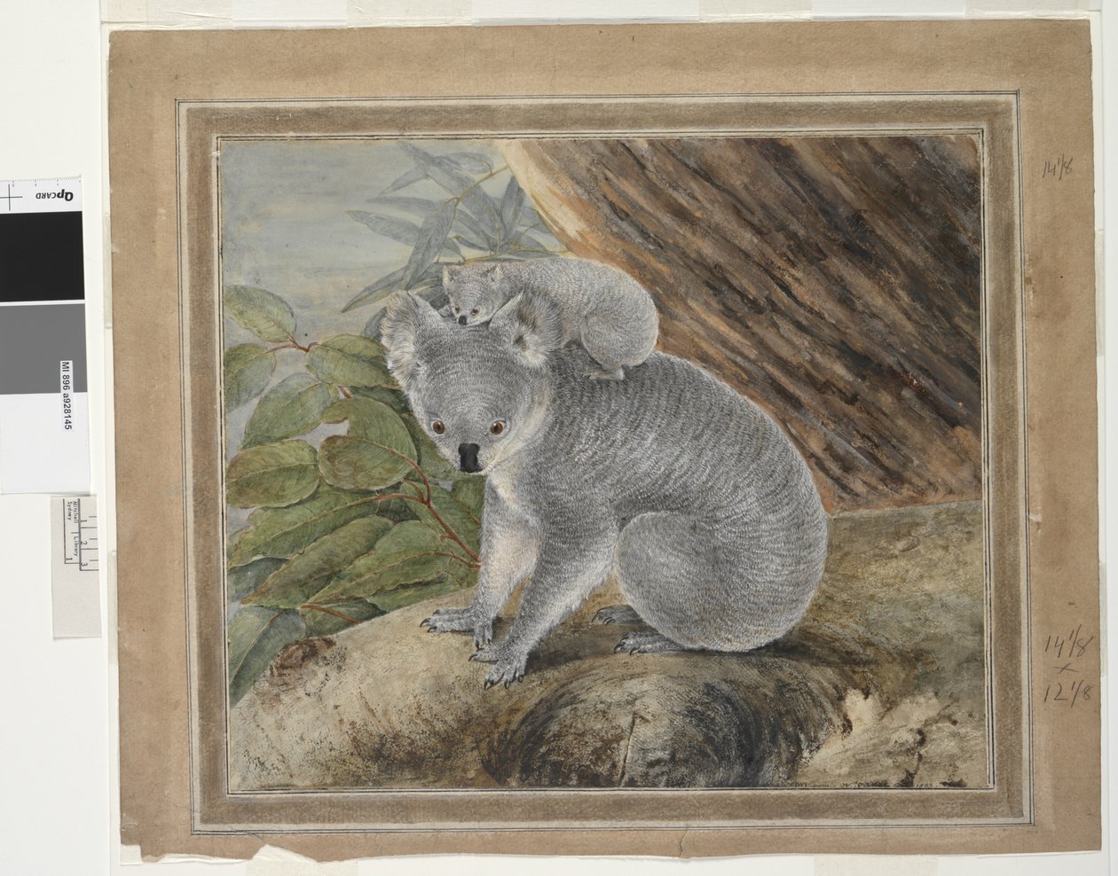Koala og unge, 1803, J.W. Lewin, 1803 (wc og gouache) av John William Lewin