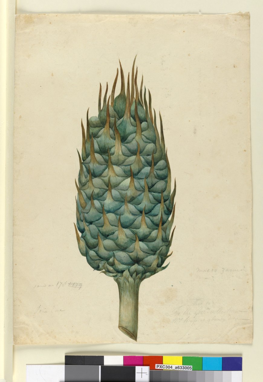 Macrozamia, ca. 1803-06 (wc, penn, blekk og blyant) av John William Lewin