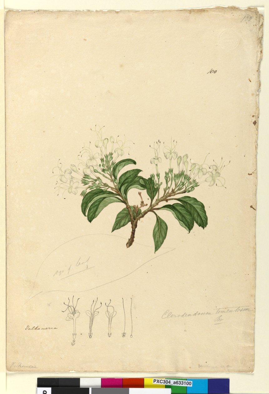 Side 100. Clerodendrum tomentosum, ca. 1803-06 (wc, penn, blekk og blyant) av John William Lewin