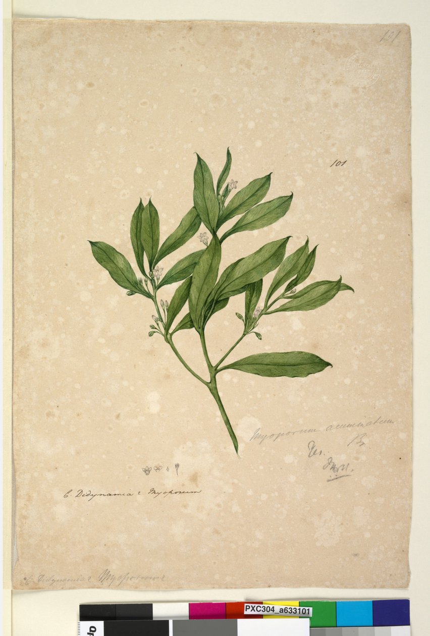 Side 101. Myoporum acuminatum, ca. 1803-06 (wc, penn, blekk og blyant) av John William Lewin