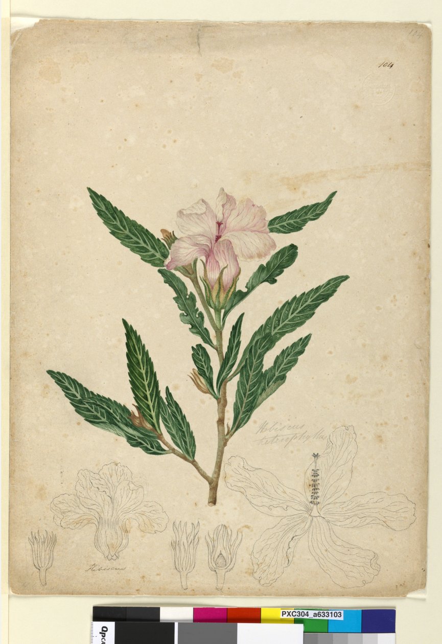 Side 104. Hibiscus heterophyllus, ca. 1803-06 (wc, penn, blekk og blyant) av John William Lewin