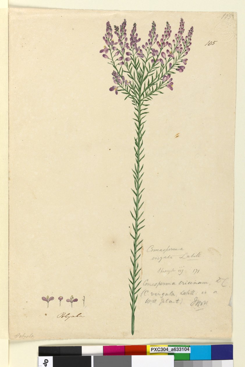 Side 105. Comesperma ericinum, c.1803-06 (wc, penn, blekk og blyant) av John William Lewin