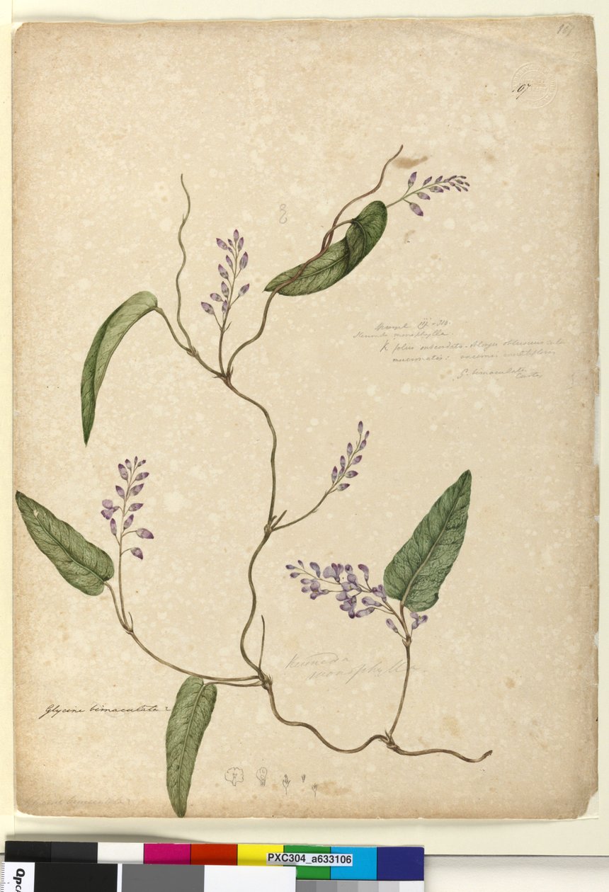 Side 107. Glycine bimaculataGlycine tabacina?, c.1803-06 (wc, penn, blekk og blyant) av John William Lewin