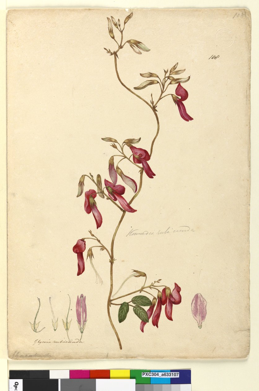 Side 108. Kennedia rubicunda, ca. 1803-06 (wc, penn, blekk og blyant) av John William Lewin