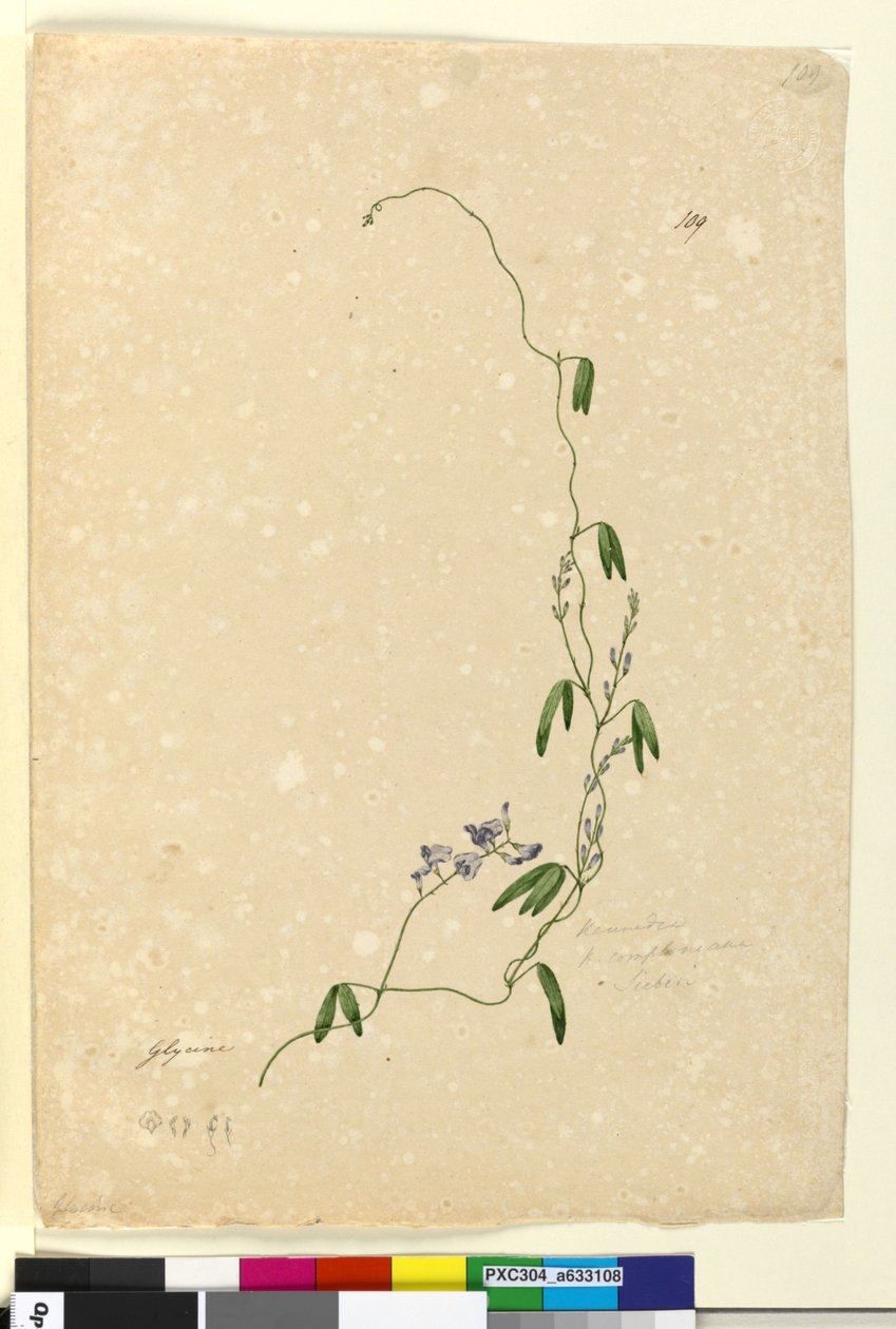 Side 109. Kennedia comptonianaHardenbergia comptoniana, c.1803-06 (wc, penn, blekk og blyant) av John William Lewin
