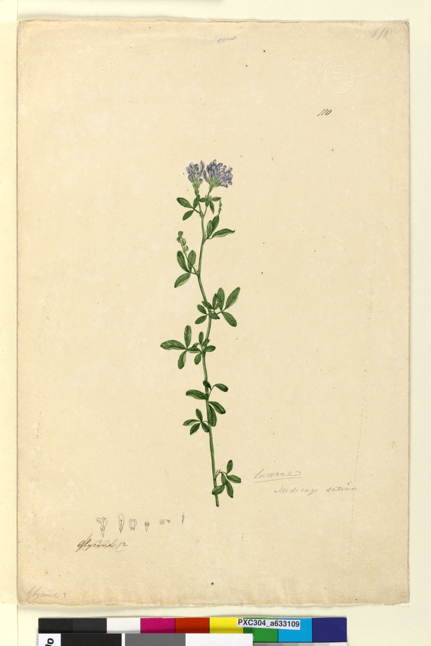 Side 110. Medicago sativa, ca. 1803-06 (wc, penn, blekk og blyant) av John William Lewin