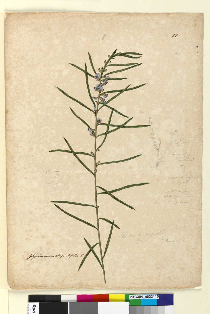 Side 111. Hovea longifolia, ca. 1803-06 (wc, penn, blekk og blyant) av John William Lewin