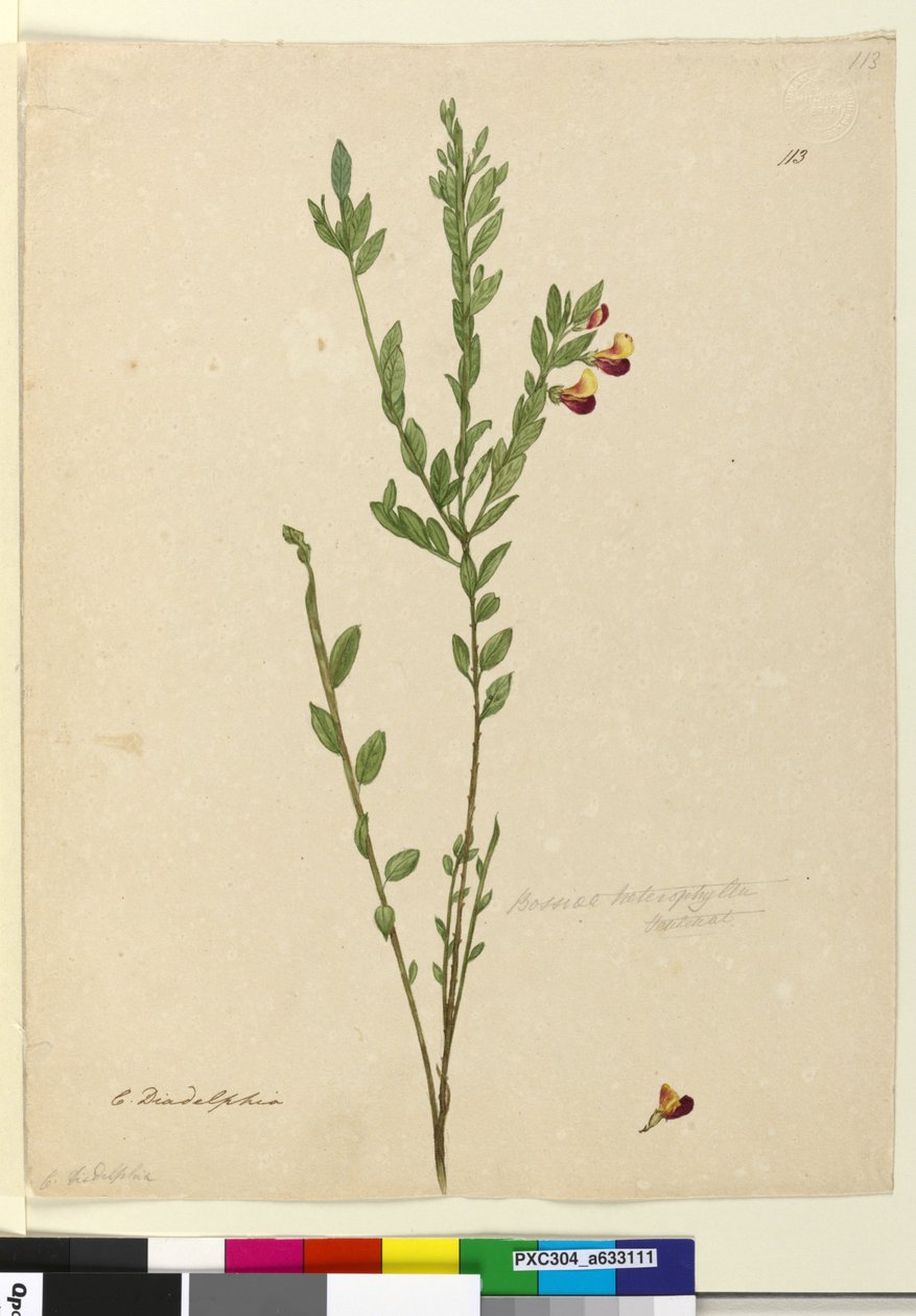 Side 113. Bossiaea heterophylla, ca. 1803-06 (wc, penn, blekk og blyant) av John William Lewin