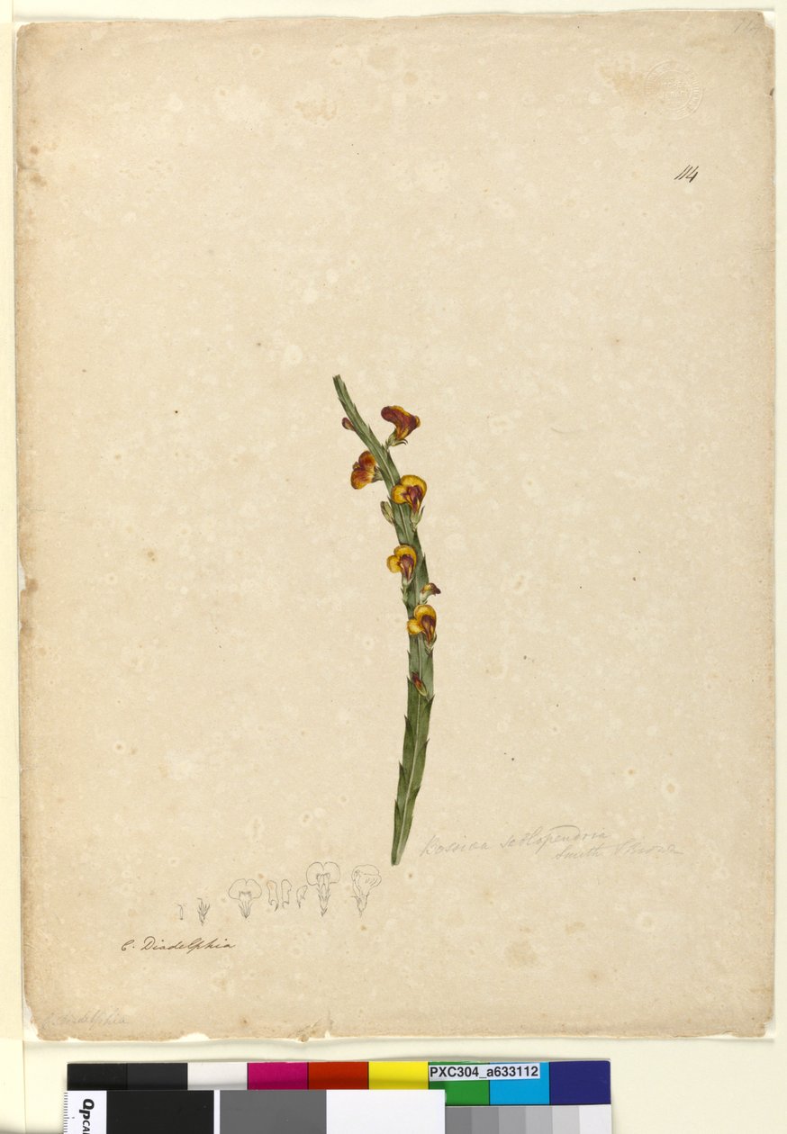 Side 114. Bossiaea scolopendria, ca. 1803-06 (wc, penn, blekk og blyant) av John William Lewin