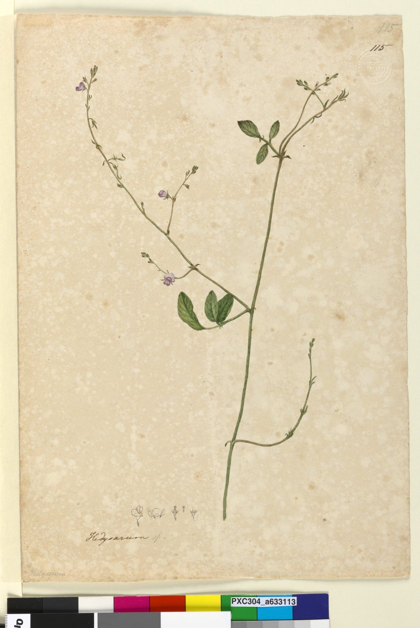 Side 115. Hedysarum, ca. 1803-06 (wc, penn, blekk og blyant) av John William Lewin