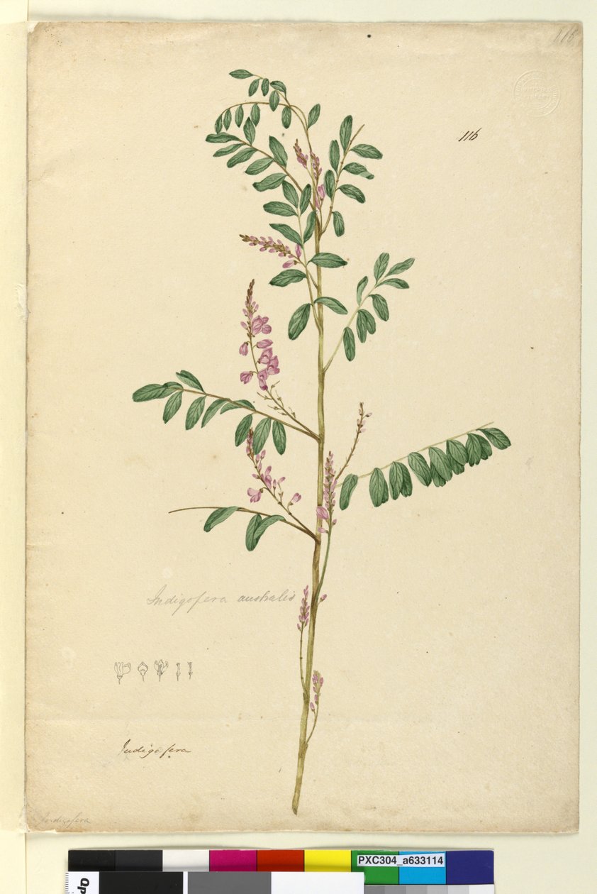 Side 116. Indigofera australis, ca. 1803-06 (wc, penn, blekk og blyant) av John William Lewin