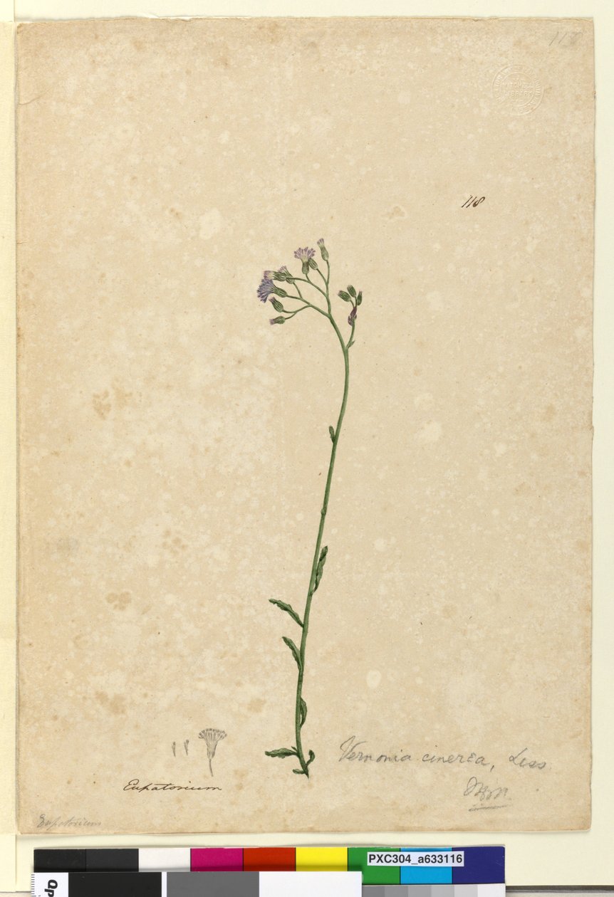 Side 118. Vernonia cinerea, ca. 1803-06 (wc, penn, blekk og blyant) av John William Lewin