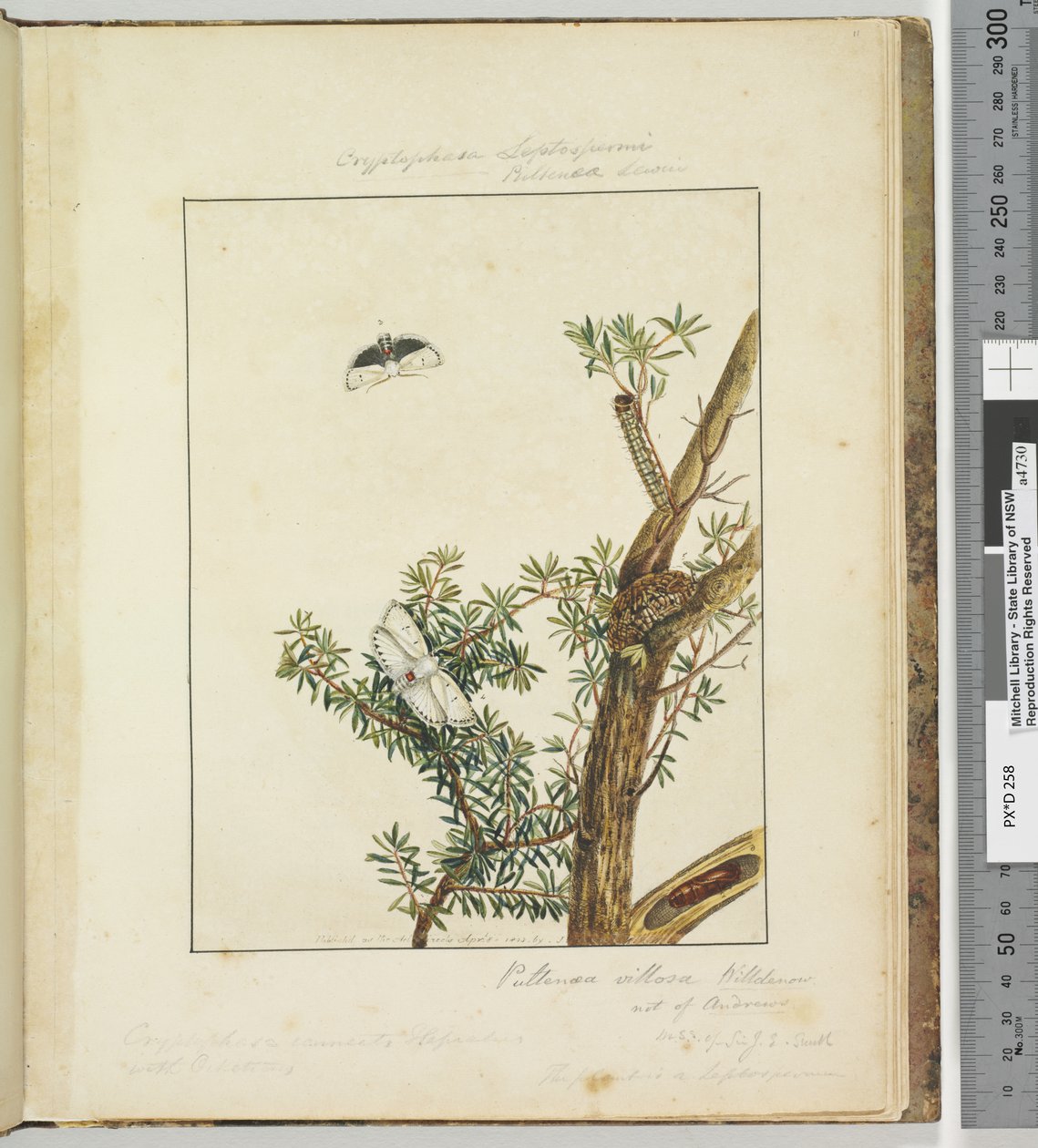 Side 11. Plate 3 Cryptophasa Septosfermi Pultenae Lewin, 1803-04 (håndfargede etsetrykk) av John William Lewin